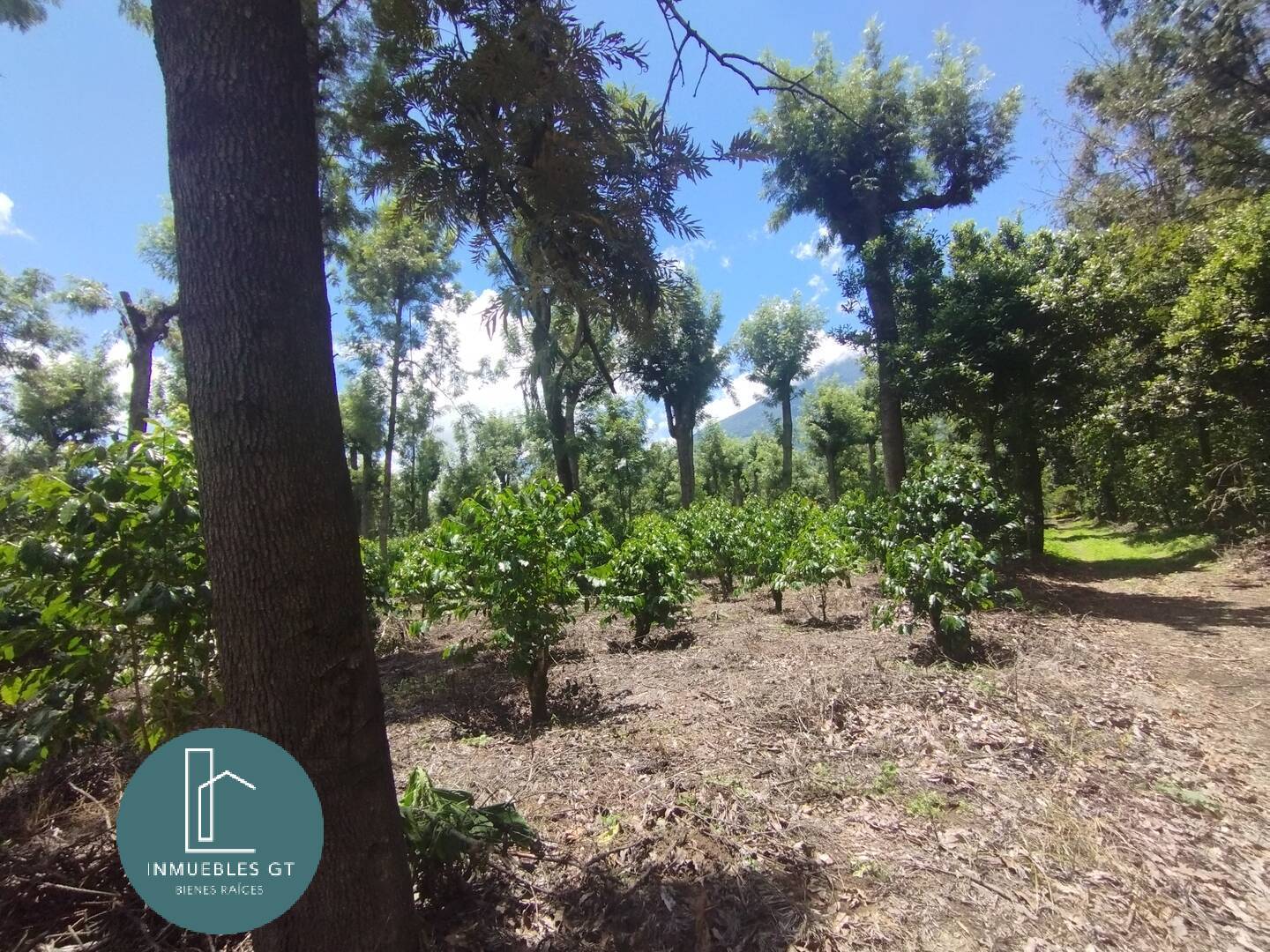 Terreno en VENTA, San Miguel Dueñas - Miniatura 7